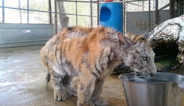 Neglected tiger cub gets rescued from circus, makes an incredible recovery