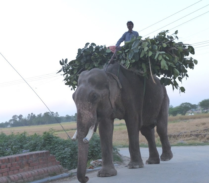 Nicknamed The Unluckiest Elephant In The World, He Knew Nothing But A Life Of Suffering For 50 Years