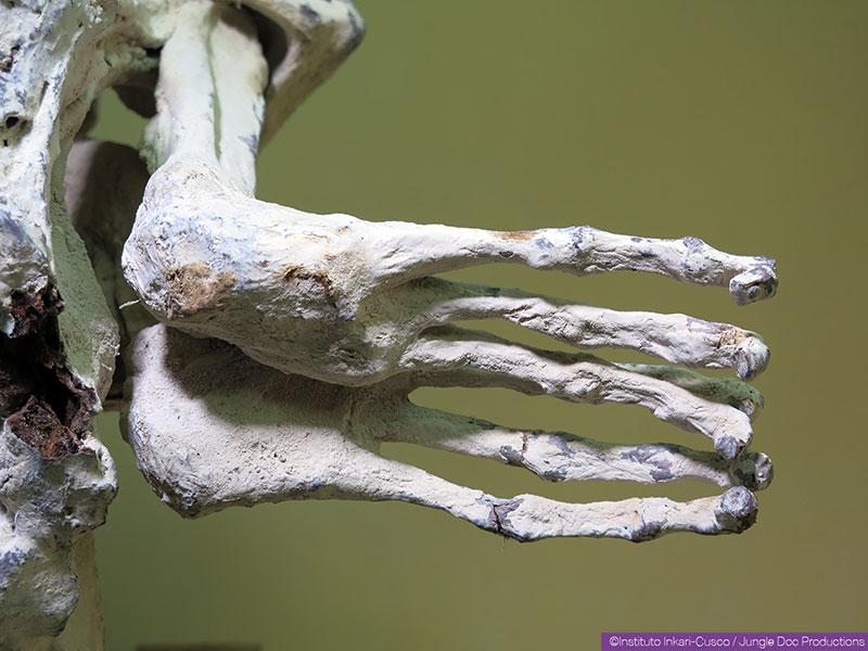 Three-fingered 'mummy' found in Peru may be new species of human, DNA suggests - T-News