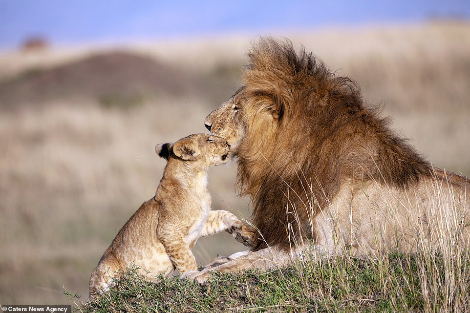 Photographer Captures Lion Dad And Cub In Magical Hug – Real Life Lion King