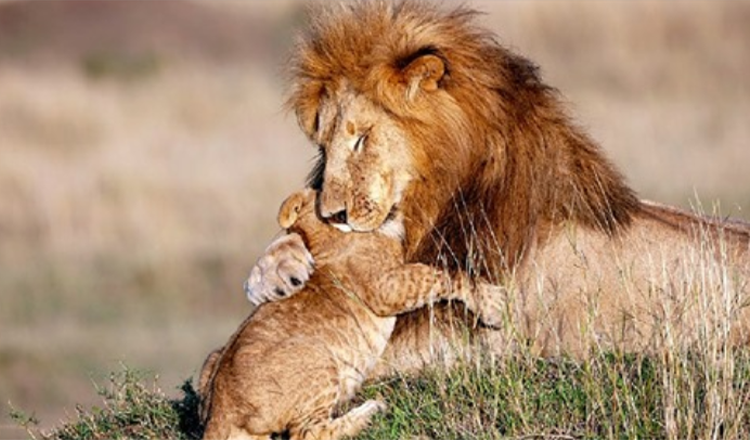 Photographer Captures Lion Dad And Cub In Magical Hug – Real Life Lion King