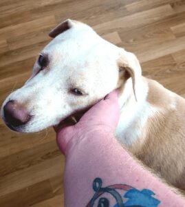 After Spending 200 Days In A Shelter, Blind And Deaf Dog is Adopted By A Combat Veteran