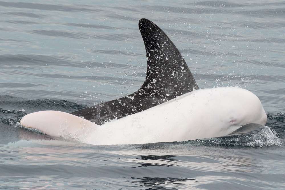 RARE Albino Dolphin Spotted, And It’s Hard To Believe It’s Real