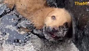 Rescue Puppy Stuck on Asphalt, His Whole Body Stiffened in The Hot Sun