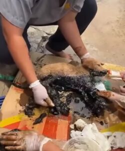 Rescue Puppy Stuck on Asphalt, His Whole Body Stiffened in The Hot Sun