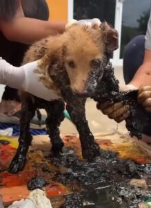 Rescue Puppy Stuck on Asphalt, His Whole Body Stiffened in The Hot Sun