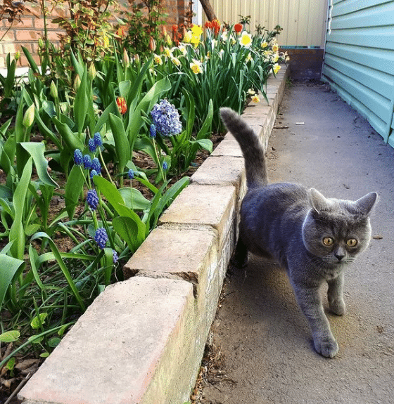 Introducing Fedya: The Adorable Feline with a Permanent Look of Amazement - yeudon