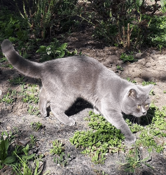 Introducing Fedya: The Adorable Feline with a Permanent Look of Amazement - yeudon