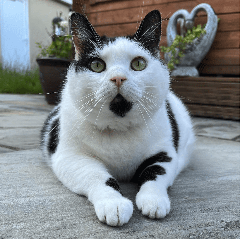 "Big-Hearted Keith: Meet the Unique Feline Who's Also a Cow" - yeudon