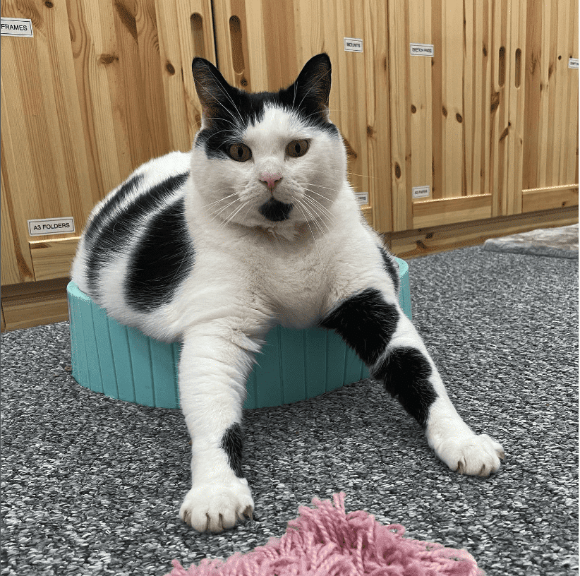 "Big-Hearted Keith: Meet the Unique Feline Who's Also a Cow" - yeudon