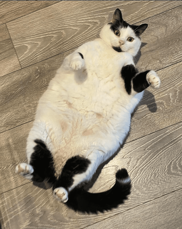 "Big-Hearted Keith: Meet the Unique Feline Who's Also a Cow" - yeudon