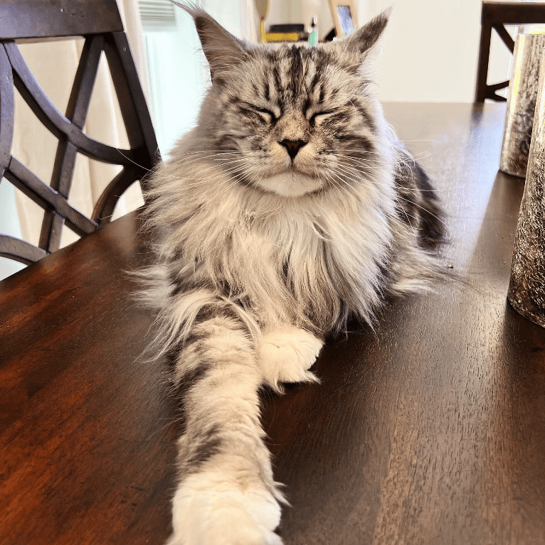 "Meet the Charming Maine Coon Duo: Paris and Pierre, the Feline Sweethearts" - yeudon