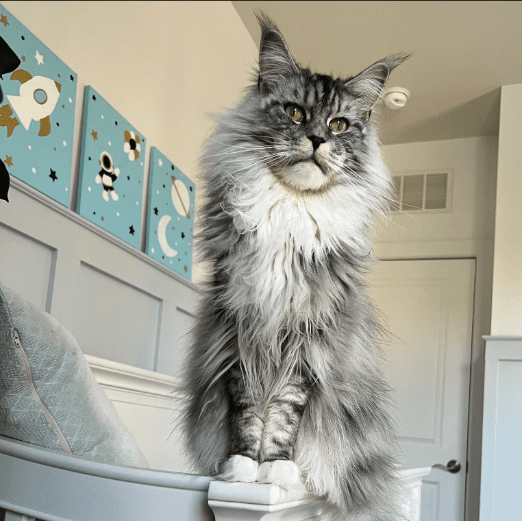 "Meet the Charming Maine Coon Duo: Paris and Pierre, the Feline Sweethearts" - yeudon