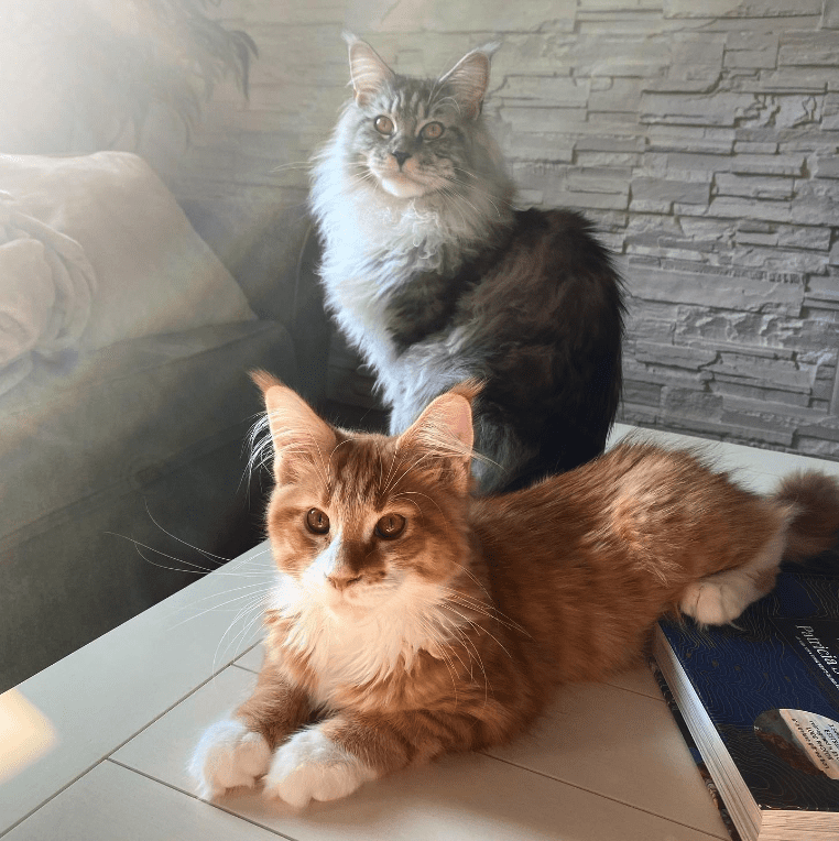 "Meet the Charming Maine Coon Duo: Paris and Pierre, the Feline Sweethearts" - yeudon