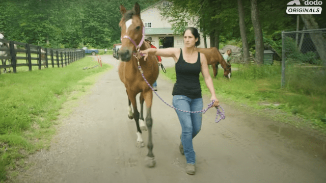 Rescued Horse Gets Excited While Running In The Field For The First Time