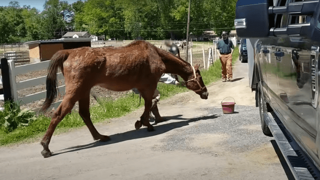 Rescued Horse Gets Excited While Running In The Field For The First Time