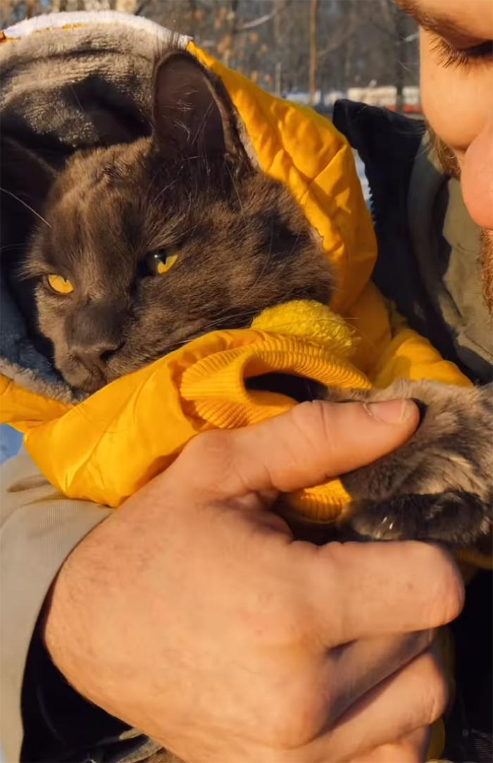 Say Hello to Vincent, the Playful Maine Coon Cat with the Appearance of a Black Panther and the Manners of a Canine - yeudon