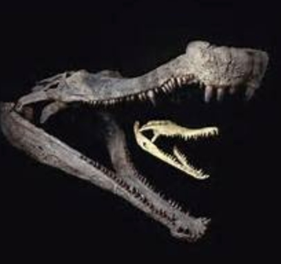 130 Million Years Ago, Portugal Was Home to a Colossal 10-Meter Dinosaur with a Crocodile-like Head and Spiky Tail