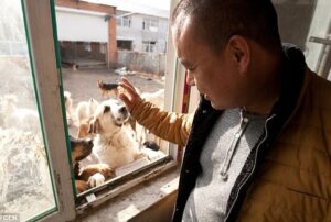 After his beloved dog vanished, a Chinese millionaire spends his entire fortune rescuing stray dogs from the slaughterhouse.