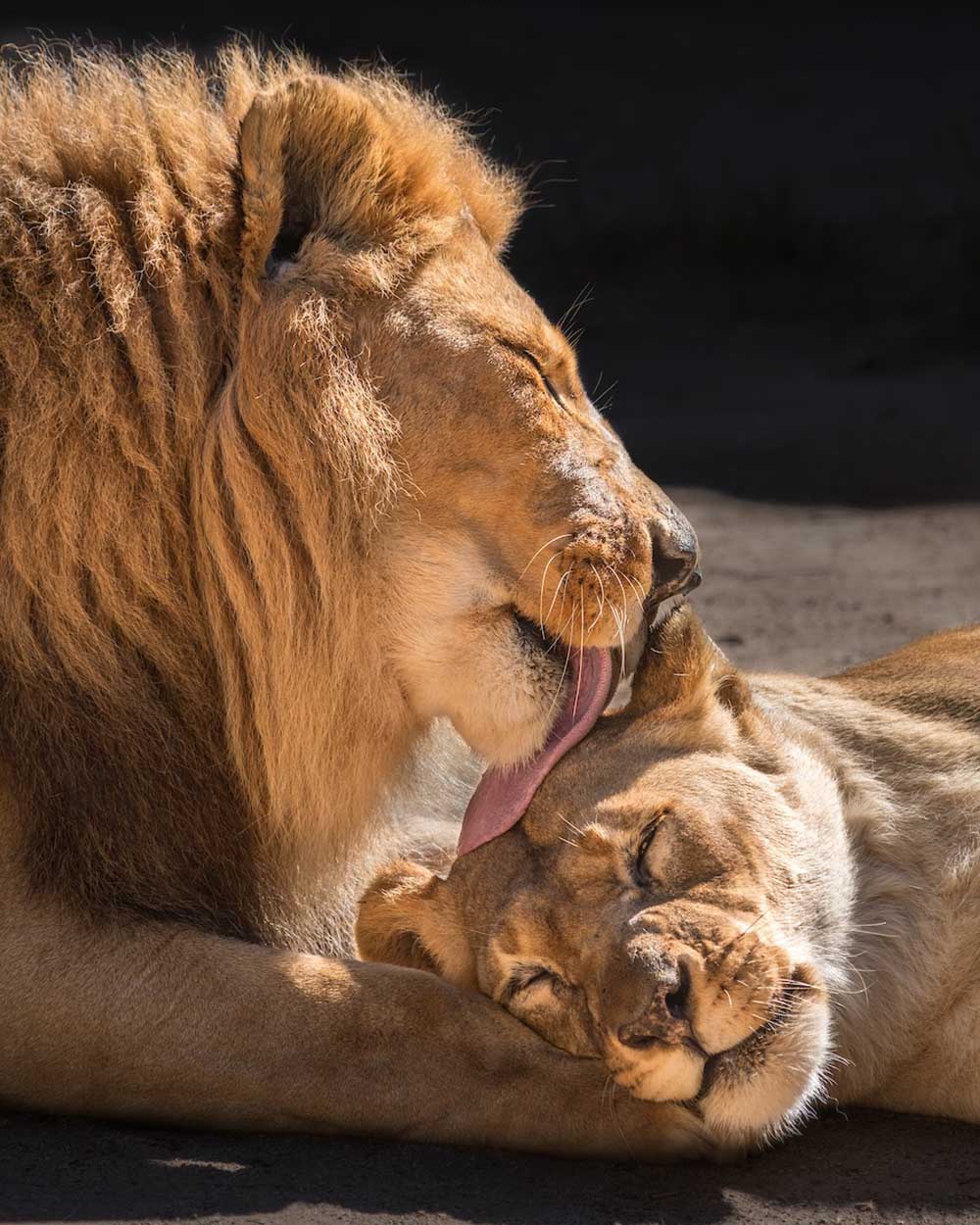 Sick Lion Couple Was Put Down Together So Neither Of Them Would Be Alone