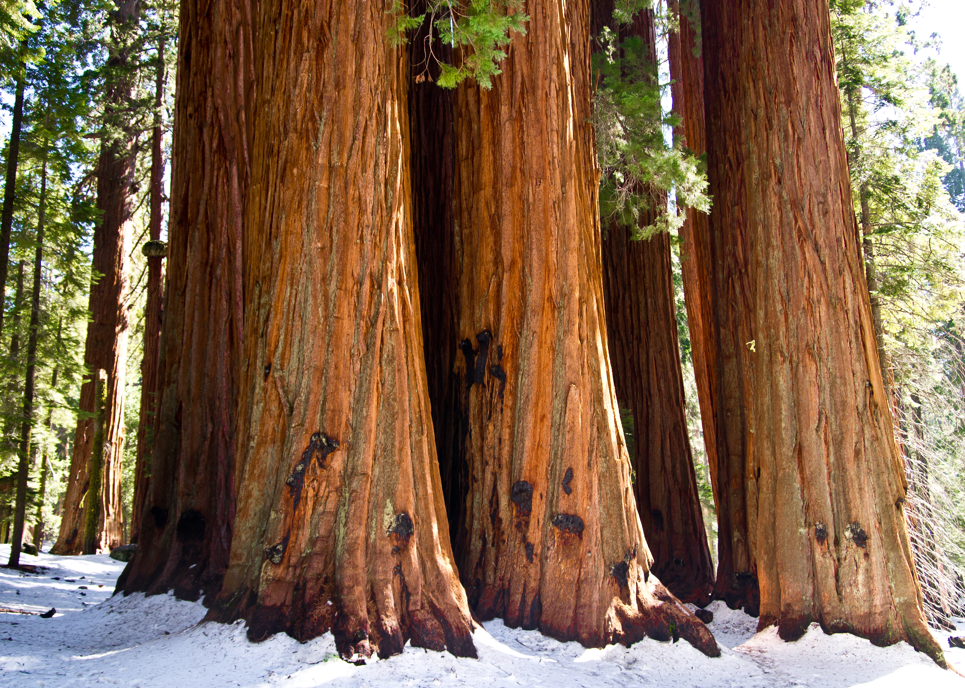 Revealing The Marvels Of Giant Sequoias: Earth's Majestic Living Titans Unveiled - Nature and Life