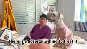 Heartbreaking as it is, a dog with a huge tumor on her head was abandoned on the streets, but three consecutive hospitals have refused treatment