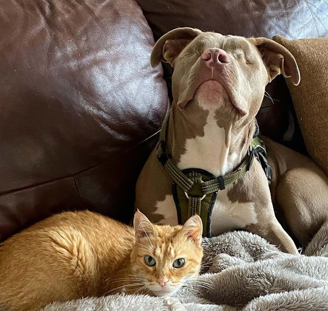 This Lonely Cat’s Life Is Changed By A Pitbull Puppy Without Eyes