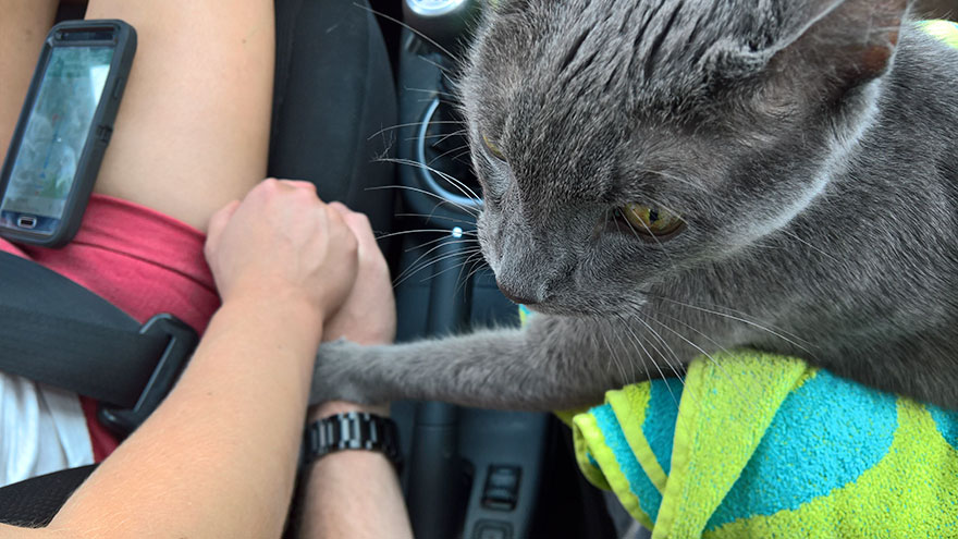 Touching Moment Dying Cat ‘Holds Owner’s Hand’ On Final Trip To Vet