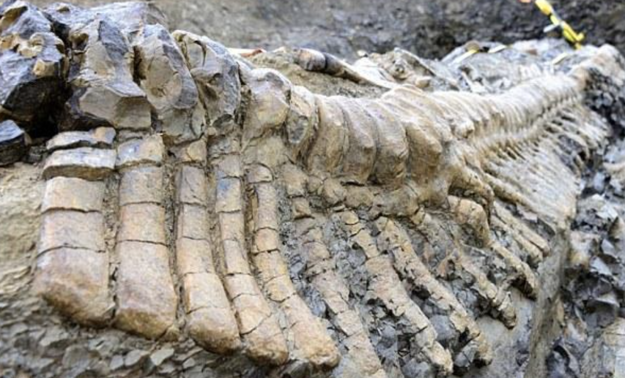 Archaeologists Left Puzzled by Discovery of Dinosaur Tail Dating Back 72 Million Years in Mexican Desert - movingworl.com