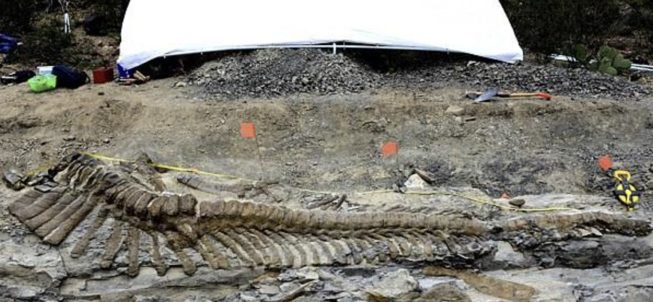 Archaeologists Left Puzzled by Discovery of Dinosaur Tail Dating Back 72 Million Years in Mexican Desert - movingworl.com