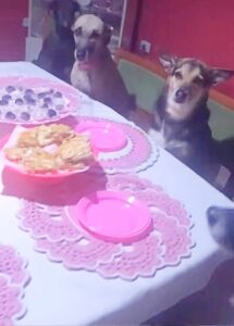 Dogs Throw The Most Adorable Party For Grandma’s 89th Birthday