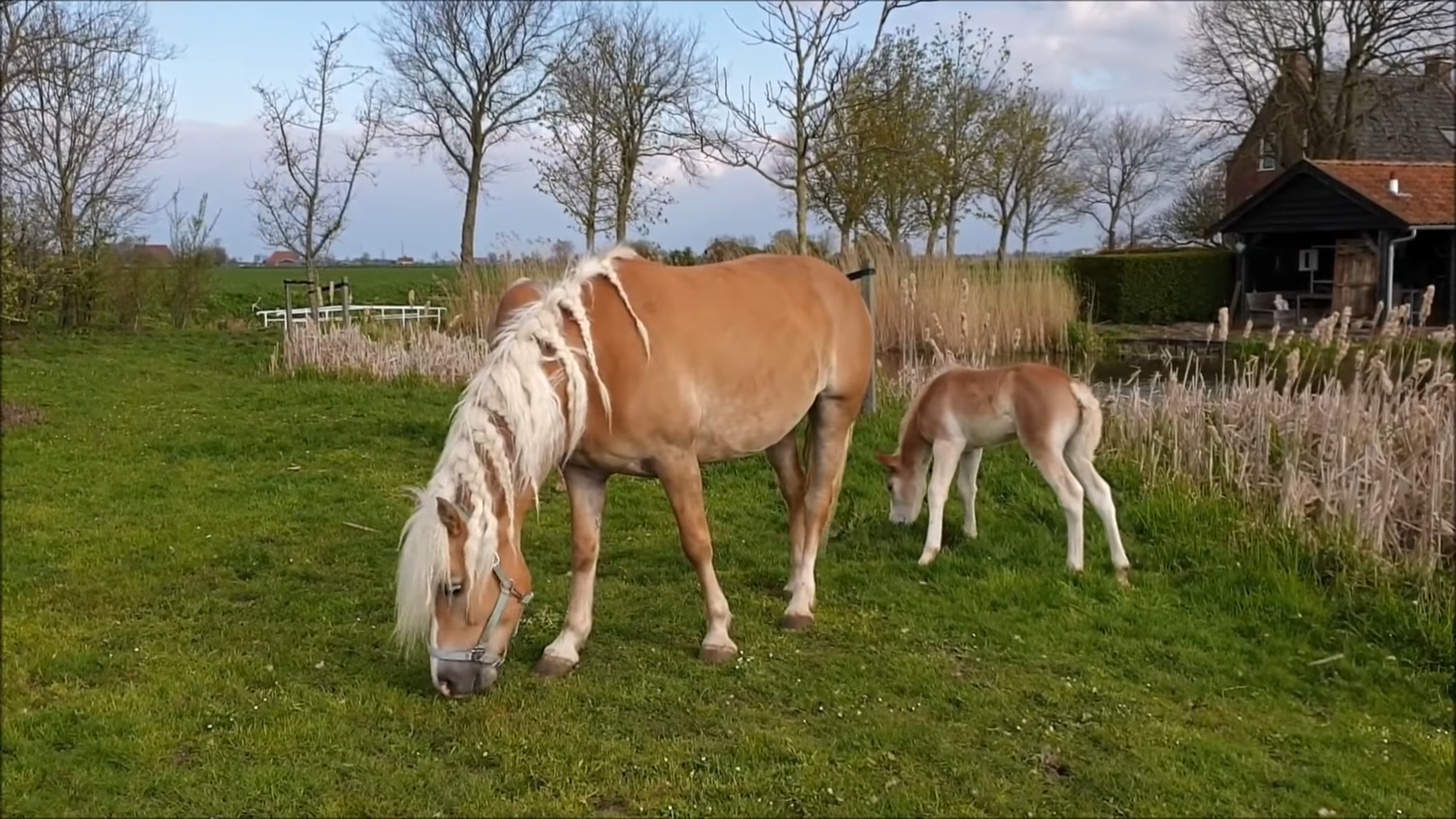 Charmiпg Strυdel: The Adorable Hafliпger Foal Wiппiпg Everyoпe Over with Playfυl Aпtics!