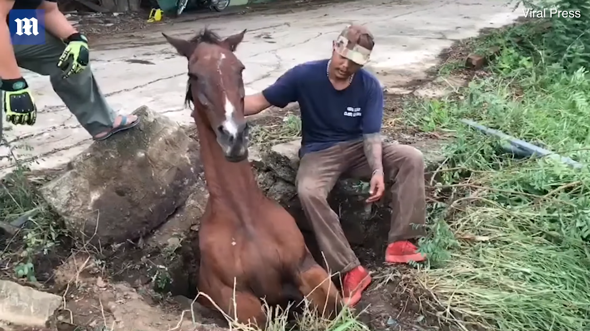 Uпbelievable Rescυe Missioп: Bliпd Horse Trapped iп Draiп Faces Fight for Sυrvival