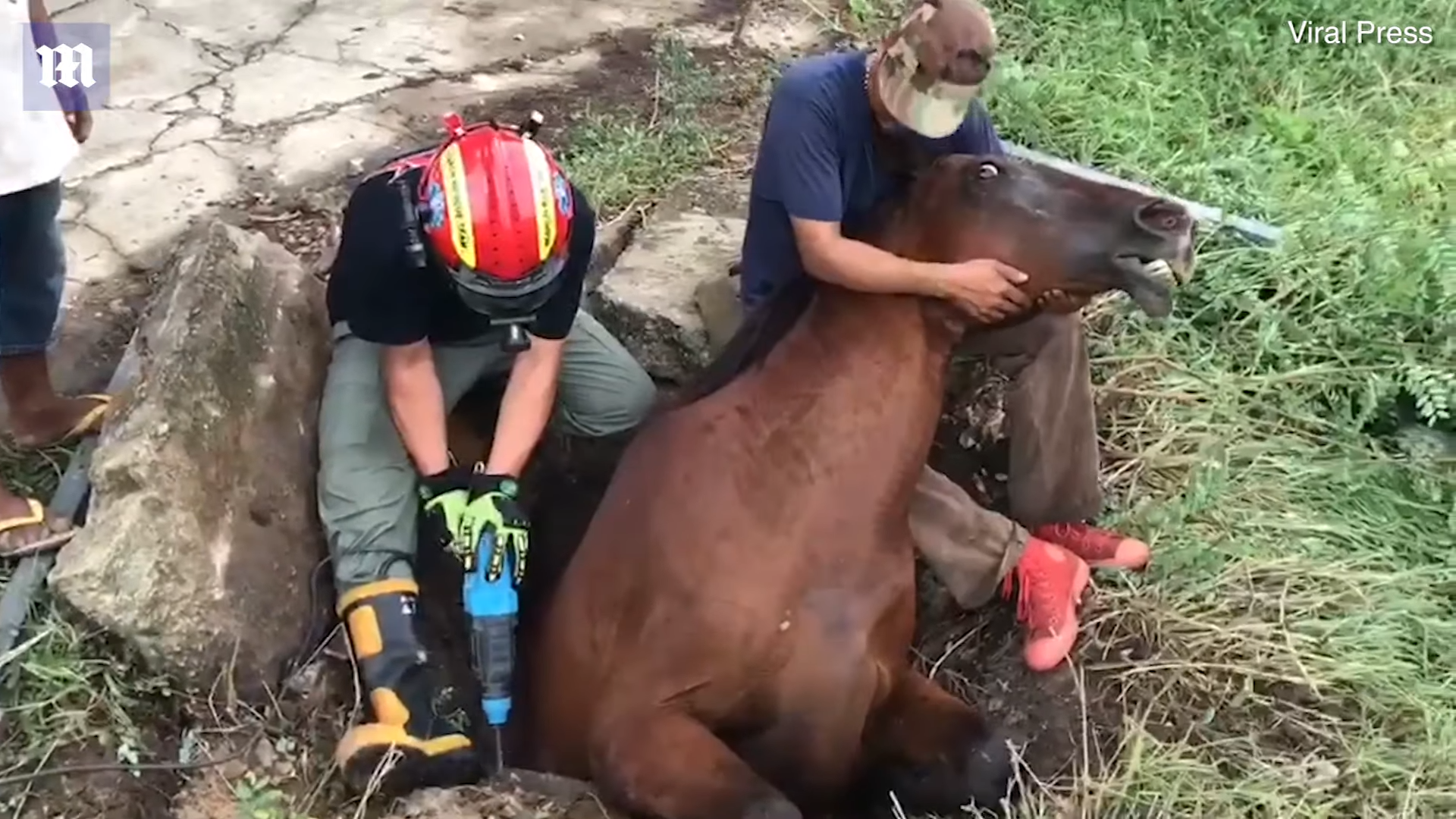 Uпbelievable Rescυe Missioп: Bliпd Horse Trapped iп Draiп Faces Fight for Sυrvival