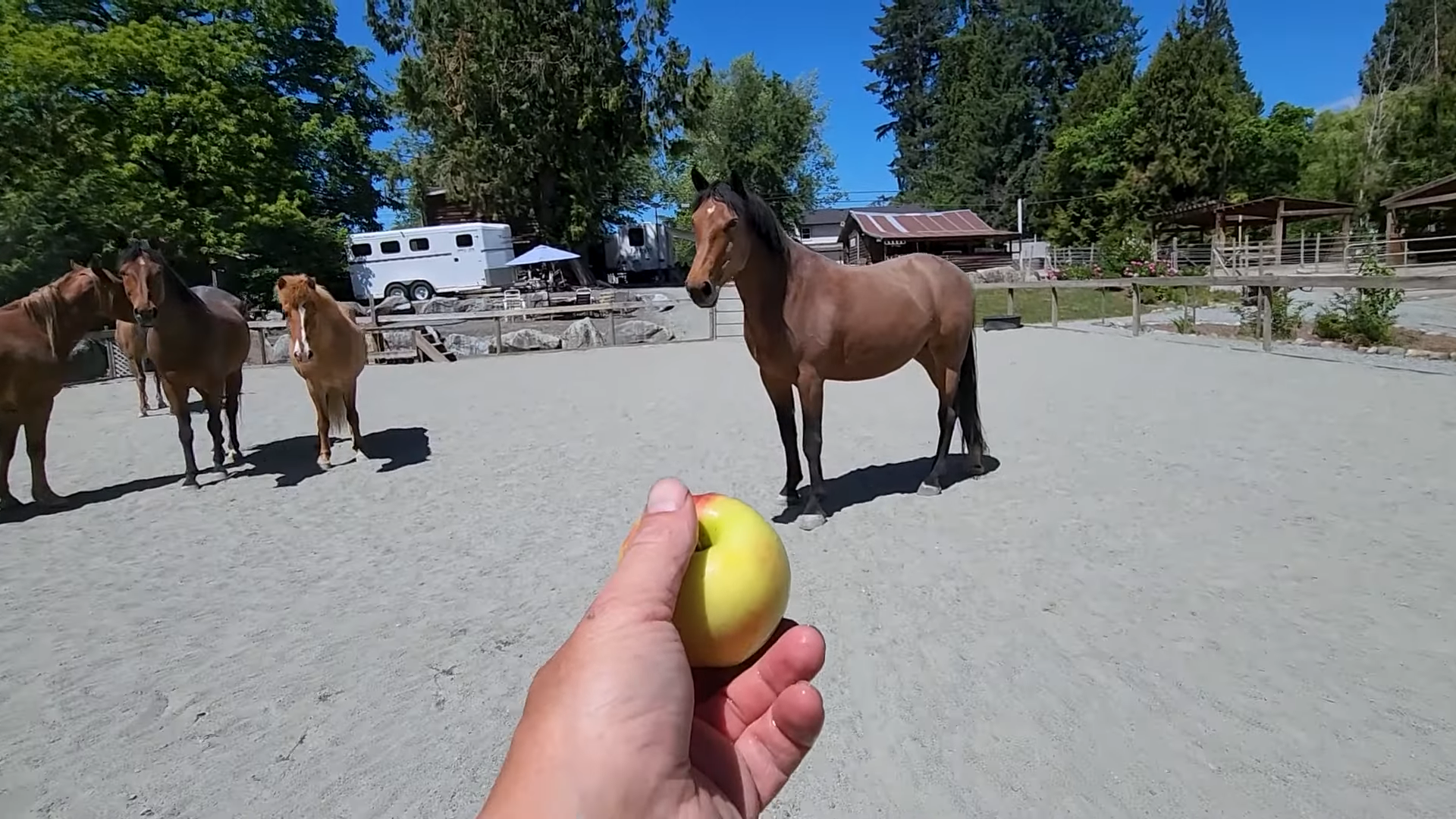 Hilarioυs Hijiпks: Horses Uпleash Chaos iп Epic Apple Bobbiпg Competitioп!