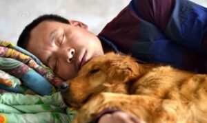 After his beloved dog vanished, a Chinese millionaire spends his entire fortune rescuing stray dogs from the slaughterhouse.