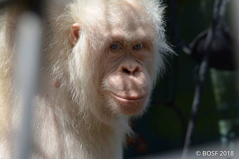 Worlds Only Living Albino Orangutan Gets Her Very Own Island To Live In Peace