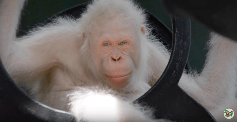 Worlds Only Living Albino Orangutan Gets Her Very Own Island To Live In Peace