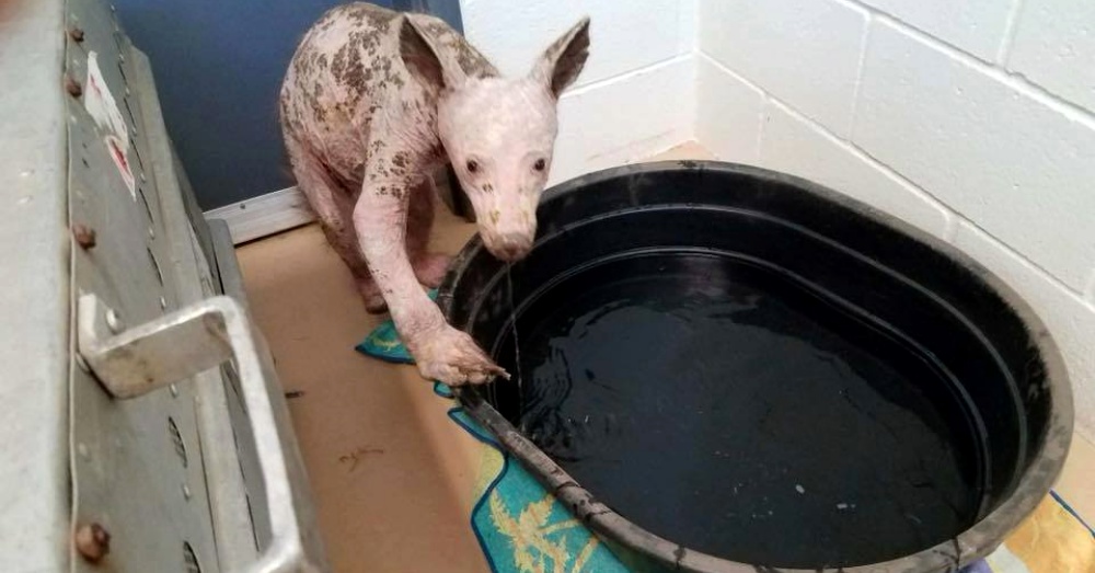 Young Bear With Severe Mange Found In California Digging Through Trash