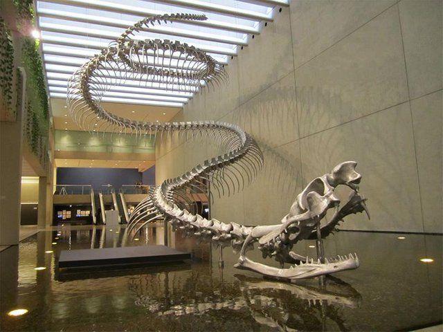 Discovered in Colombia, these colossal snake fossils can be traced back to a period approximately 58 to 60 million years ago - T-News