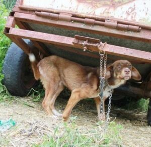 A disabled puppy is saved from a distressing situation after being chained to an old truck and subjected to 10 days of starvation