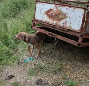 A disabled puppy is saved from a distressing situation after being chained to an old truck and subjected to 10 days of starvation