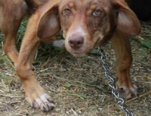 A disabled puppy is saved from a distressing situation after being chained to an old truck and subjected to 10 days of starvation