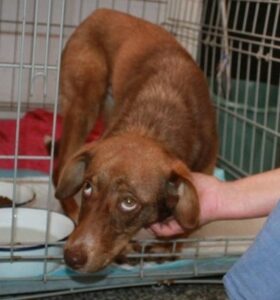 A disabled puppy is saved from a distressing situation after being chained to an old truck and subjected to 10 days of starvation