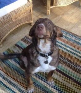 A disabled puppy is saved from a distressing situation after being chained to an old truck and subjected to 10 days of starvation