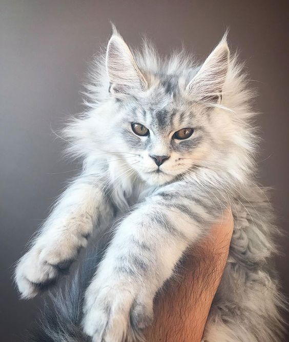 "Meet Luna: Our 14-Week-Old Maine Coon Kitten" - yeudon