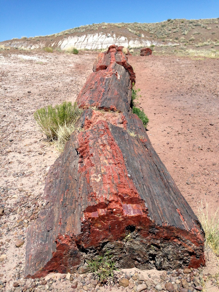 225-million-year-old petrified opal tree trunk located in Arizona