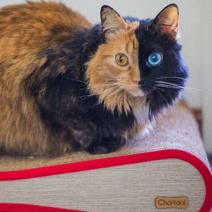 Introducing Quimera, the Breathtaking Feline with Two Different Faces. - yeudon