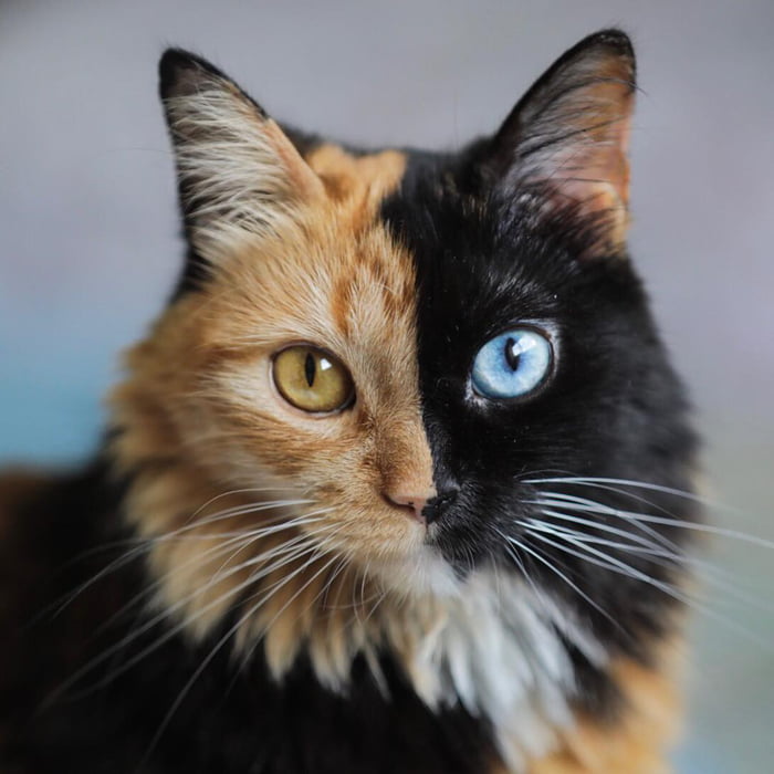 Introducing Quimera, the Breathtaking Feline with Two Different Faces. - yeudon