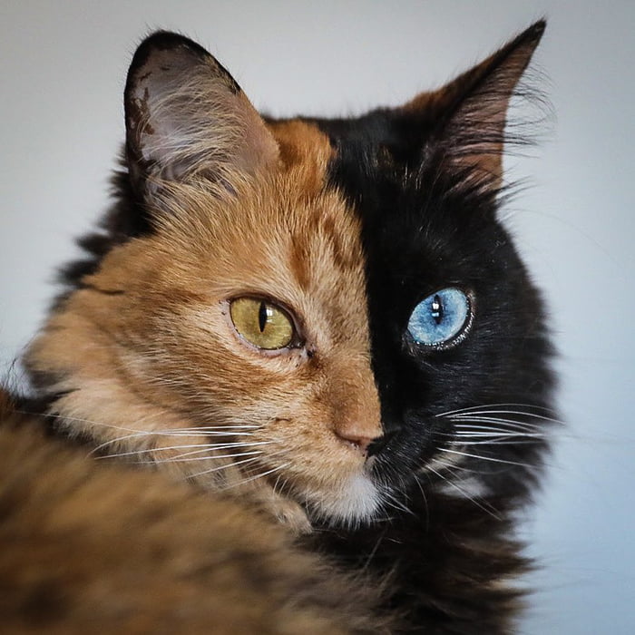 Introducing Quimera, the Breathtaking Feline with Two Different Faces. - yeudon